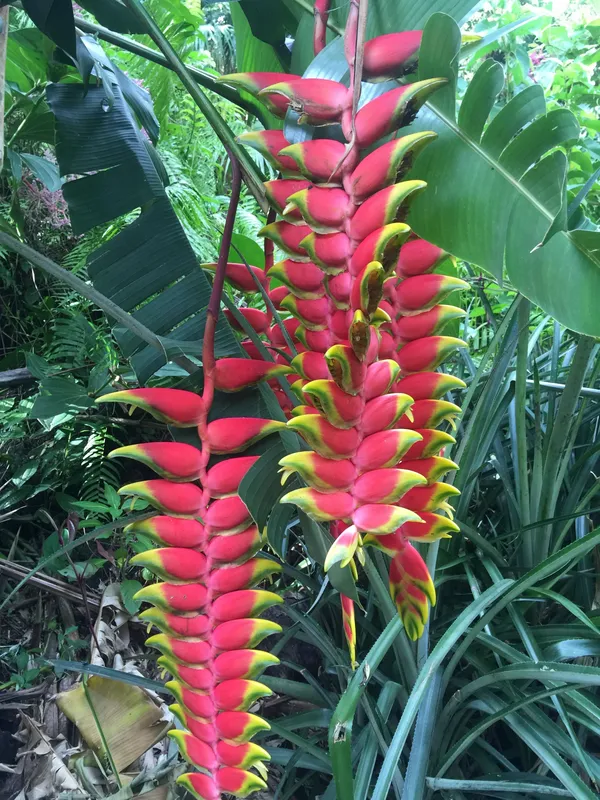Hanging_Lobster_Claw/Heliconia_Rostrata_Flowering_Plant_&_Tree_(1.5-3.5_Ft_Height)_For_Home_Decor/Garden_(Hybrid,_Pack_Of_1)