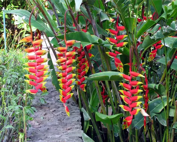 Hanging_Lobster_Claw/Heliconia_Rostrata_Flowering_Plant_&_Tree_(1.5-3.5_Ft_Height)_For_Home_Decor/Garden_(Hybrid,_Pack_Of_1)