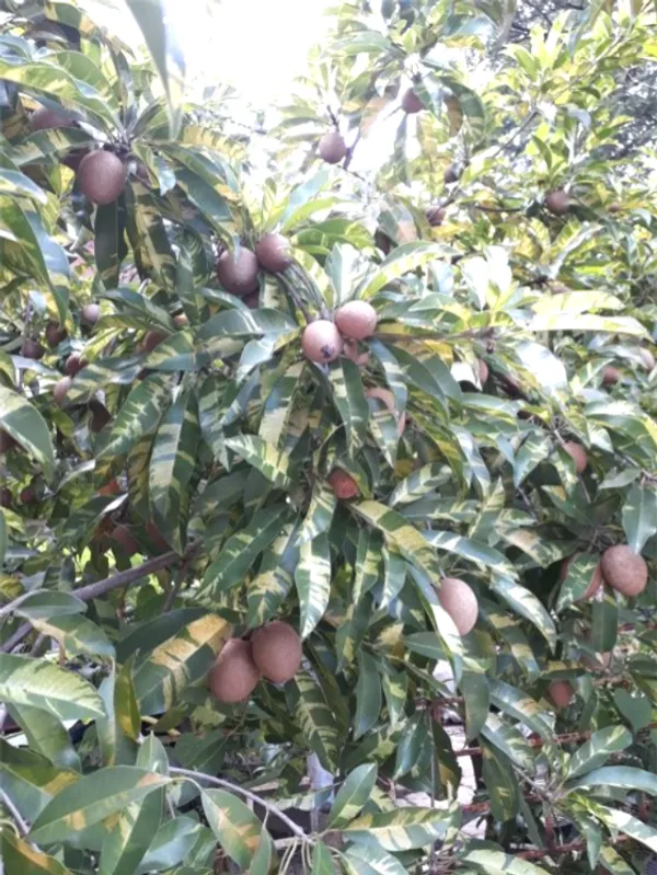 Variegated_Hybrid_Chiku/Sapota_Fruit_Plant_&_Tree_For_Home_Gardening_(1.5-3.5_Ft_Size)_Grafted_Sapota_Healthy_Fruit_Plant_(Pack_Of_1)