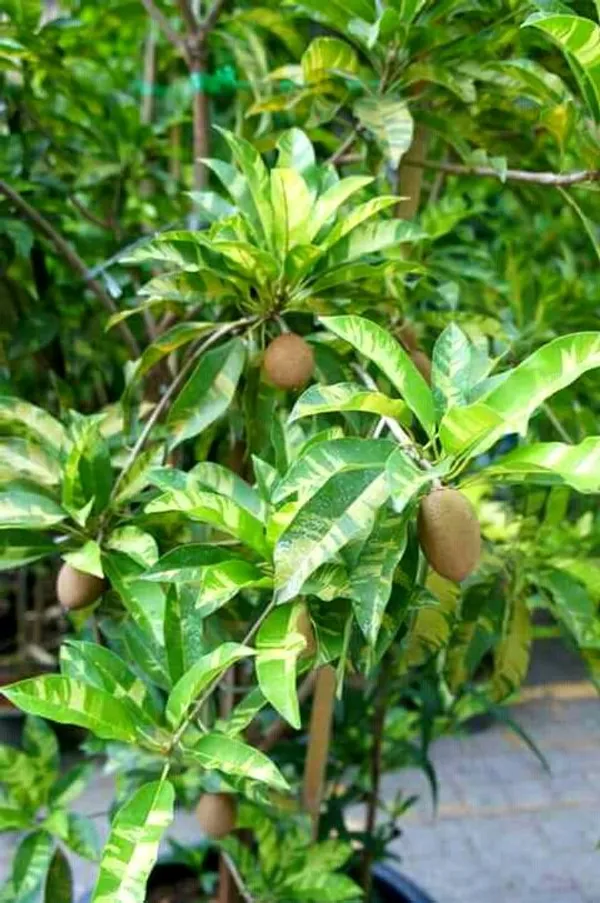 Variegated_Hybrid_Chiku/Sapota_Fruit_Plant_&_Tree_For_Home_Gardening_(1.5-3.5_Ft_Size)_Grafted_Sapota_Healthy_Fruit_Plant_(Pack_Of_1)