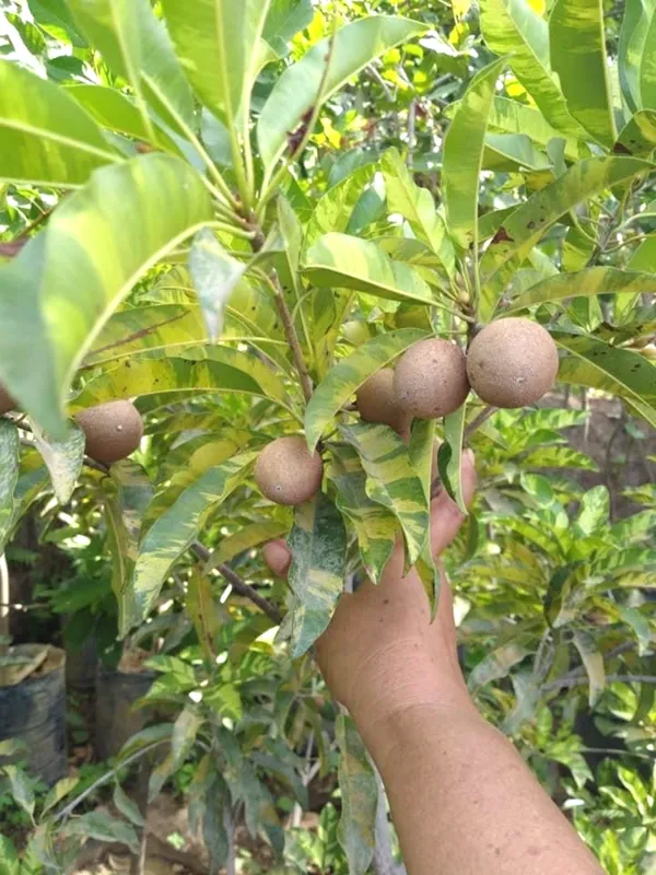 Variegated_Hybrid_Chiku/Sapota_Fruit_Plant_&_Tree_For_Home_Gardening_(1.5-3.5_Ft_Size)_Grafted_Sapota_Healthy_Fruit_Plant_(Pack_Of_1)