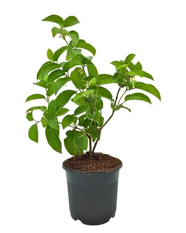 Healthy_Gurmar/_Madhunashini_Plant_–_Ayurvedic_"Sugar_Destroyer"_Herbal_Plant_For_Home_Garden_(Pack_Of_1)