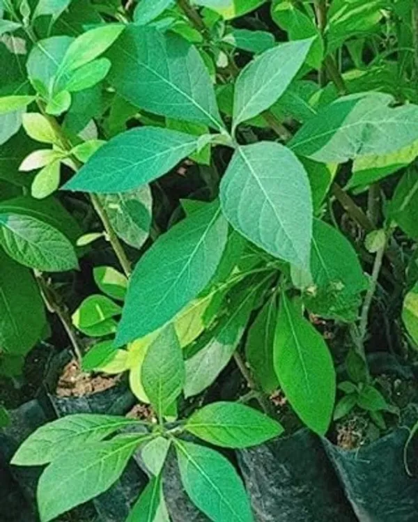 Healthy_Gurmar/_Madhunashini_Plant_–_Ayurvedic_"Sugar_Destroyer"_Herbal_Plant_For_Home_Garden_(Pack_Of_1)