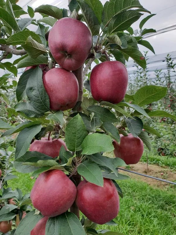 All_weather_Hot_Climate__Supporting_All_India_Weather__Apple_Fruit_Plant_&_Tree_(1.5-3.5_Ft_Height)_Pack_Of_1