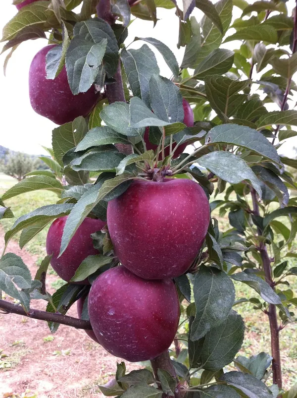 All_weather_Hot_Climate__Supporting_All_India_Weather__Apple_Fruit_Plant_&_Tree_(1.5-3.5_Ft_Height)_Pack_Of_1