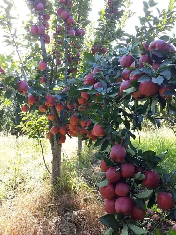 All_weather_Hot_Climate__Supporting_All_India_Weather__Apple_Fruit_Plant_&_Tree_(1.5-3.5_Ft_Height)_Pack_Of_1