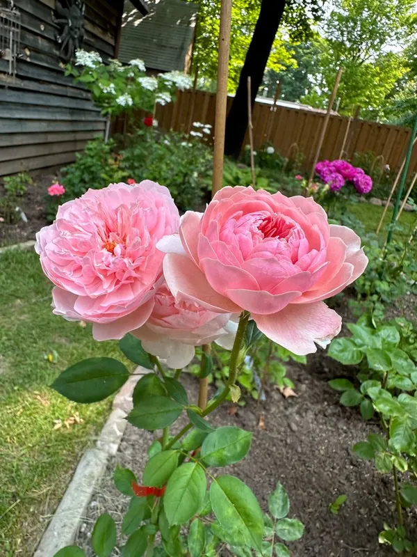 Heavy_Blooming_Soft_Pink_Rose_Plant_(1.5-3,5_Ft_Height)_Perfect_for_Pots,_Balcony_&_Garden_Landscaping