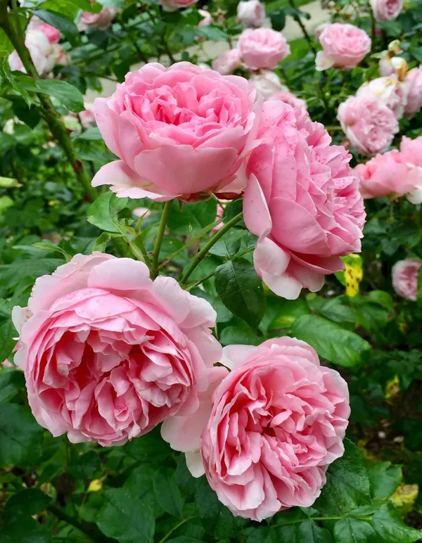 Heavy_Blooming_Soft_Pink_Rose_Plant_(1.5-3,5_Ft_Height)_Perfect_for_Pots,_Balcony_&_Garden_Landscaping