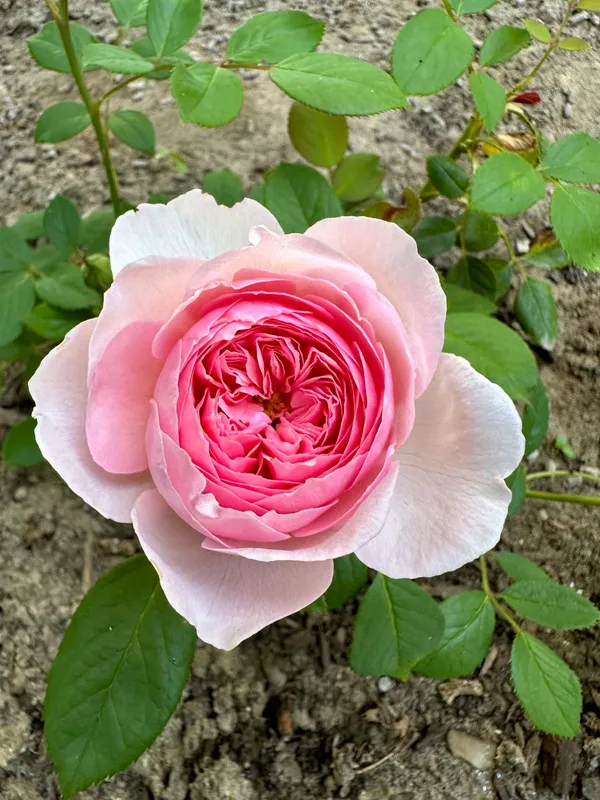 Heavy_Blooming_Soft_Pink_Rose_Plant_(1.5-3,5_Ft_Height)_Perfect_for_Pots,_Balcony_&_Garden_Landscaping