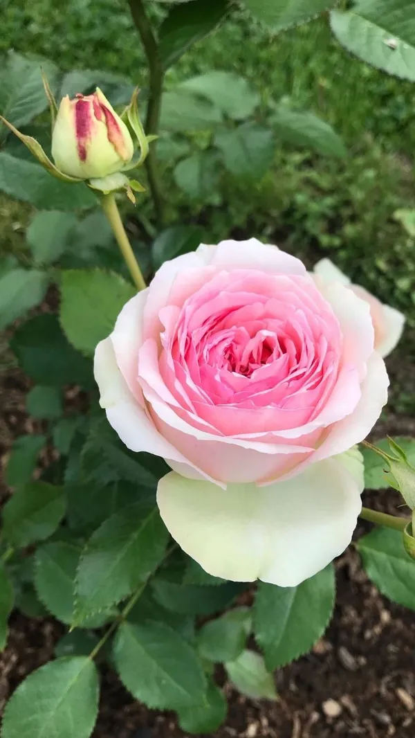 Heavy_Blooming_Soft_Pink_Rose_Plant_(1.5-3,5_Ft_Height)_Perfect_for_Pots,_Balcony_&_Garden_Landscaping