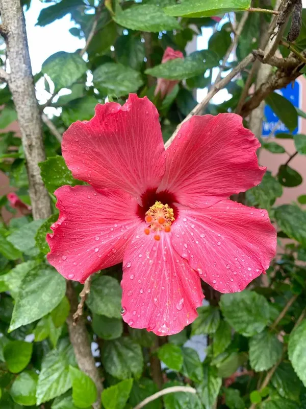 Hibiscus_Flower_Plant_–_Continuous_Blooms_Pink_Flowering_Plant_for_Home_&_Garden_(1.5-3.5_Ft_Height)_Pack_Of_1