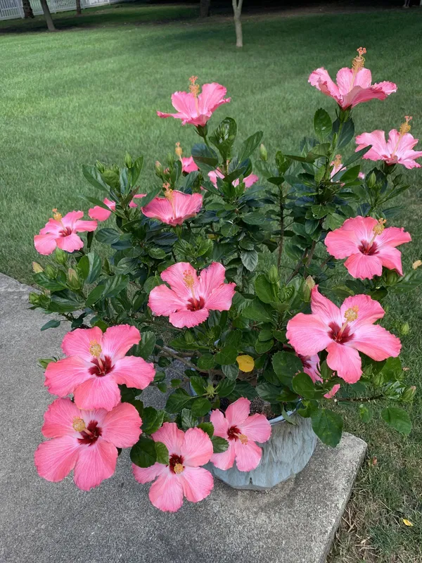 Hibiscus_Flower_Plant_–_Continuous_Blooms_Pink_Flowering_Plant_for_Home_&_Garden_(1.5-3.5_Ft_Height)_Pack_Of_1
