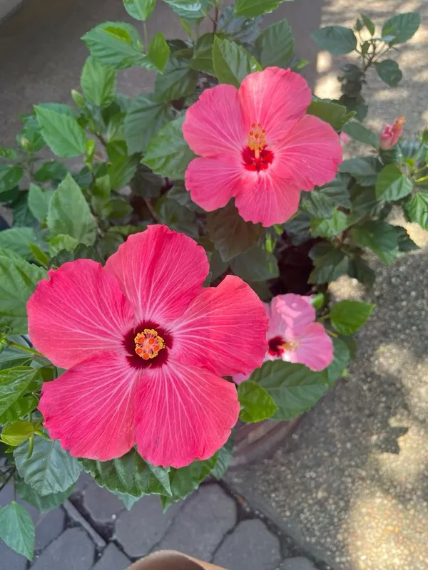 Hibiscus_Flower_Plant_–_Continuous_Blooms_Pink_Flowering_Plant_for_Home_&_Garden_(1.5-3.5_Ft_Height)_Pack_Of_1
