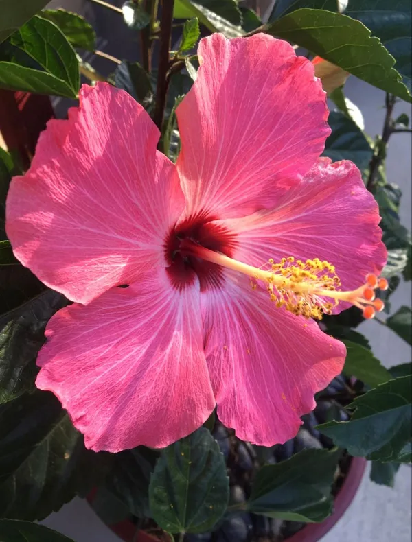 Hibiscus_Flower_Plant_–_Continuous_Blooms_Pink_Flowering_Plant_for_Home_&_Garden_(1.5-3.5_Ft_Height)_Pack_Of_1