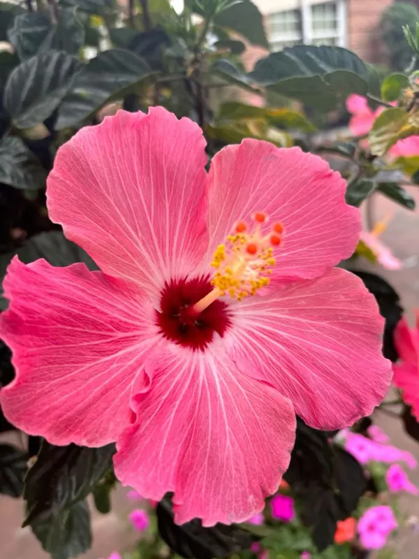 Hibiscus_Flower_Plant_–_Continuous_Blooms_Pink_Flowering_Plant_for_Home_&_Garden_(1.5-3.5_Ft_Height)_Pack_Of_1