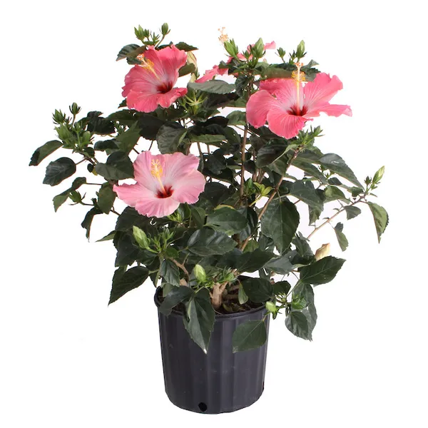 Hibiscus_Ready_To_Flower_Plant_&_Tree_(1.5-3.5_Ft_Height)_For_Your_Home_Garden,_Pack_Of_1