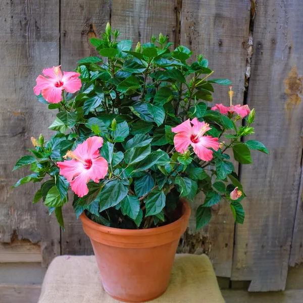 Hibiscus_Ready_To_Flower_Plant_&_Tree_(1.5-3.5_Ft_Height)_For_Your_Home_Garden,_Pack_Of_1