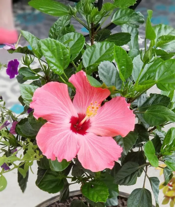 Hibiscus_Ready_To_Flower_Plant_&_Tree_(1.5-3.5_Ft_Height)_For_Your_Home_Garden,_Pack_Of_1