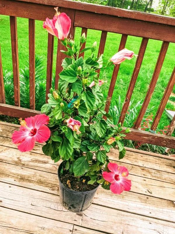 Hibiscus_Ready_To_Flower_Plant_&_Tree_(1.5-3.5_Ft_Height)_For_Your_Home_Garden,_Pack_Of_1