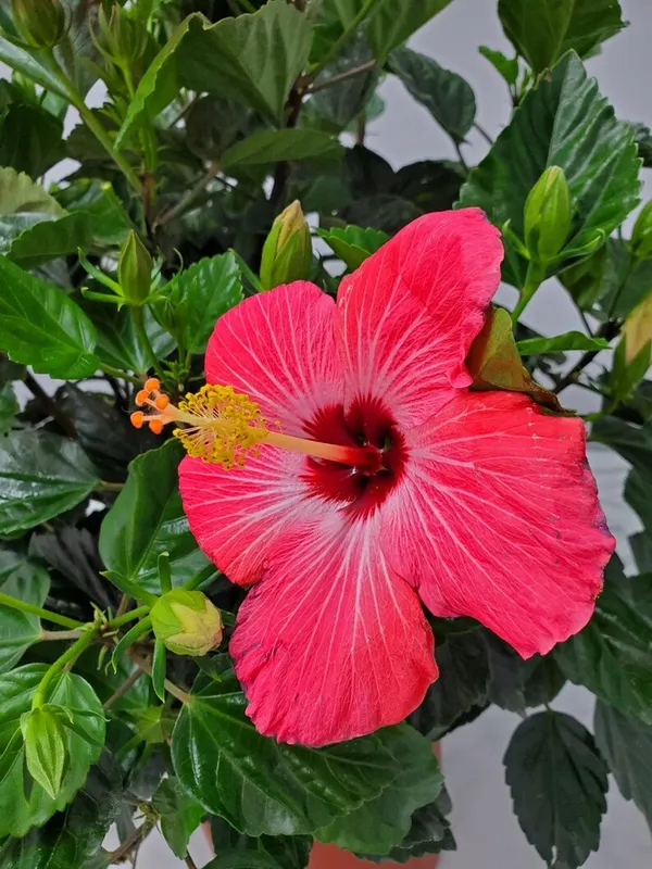 Hibiscus_Ready_To_Flower_Plant_&_Tree_(1.5-3.5_Ft_Height)_For_Your_Home_Garden,_Pack_Of_1