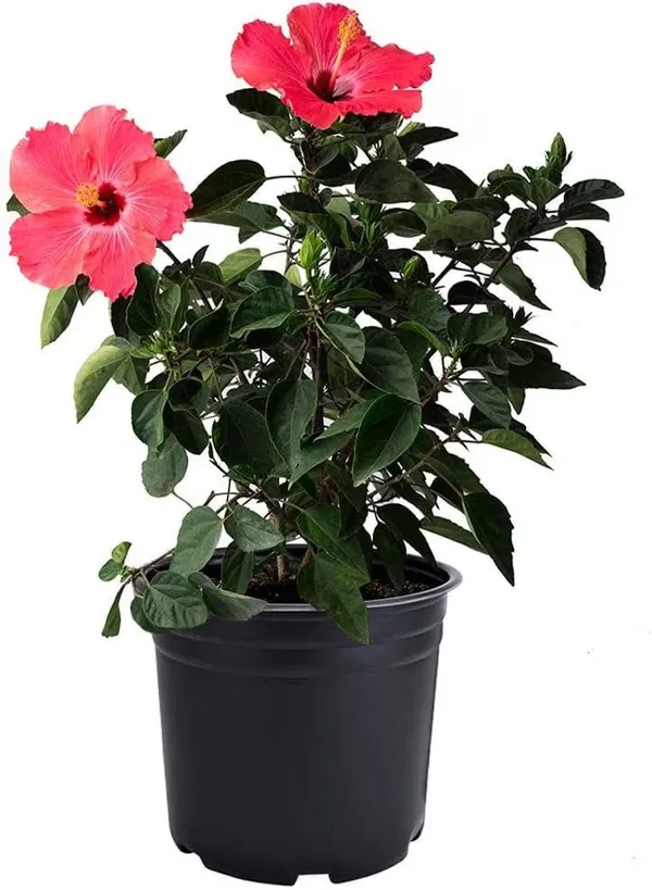 Hibiscus_Ready_To_Flower_Plant_&_Tree_(1.5-3.5_Ft_Height)_For_Your_Home_Garden,_Pack_Of_1