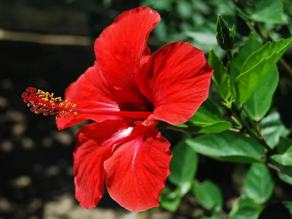 Hibiscus_Ready_To_Flower_Plant_For_Your_Sweet_Home_Garden,_Pack_Of_1