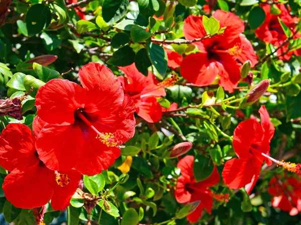 Hibiscus_Ready_To_Flower_Plant_For_Your_Sweet_Home_Garden,_Pack_Of_1