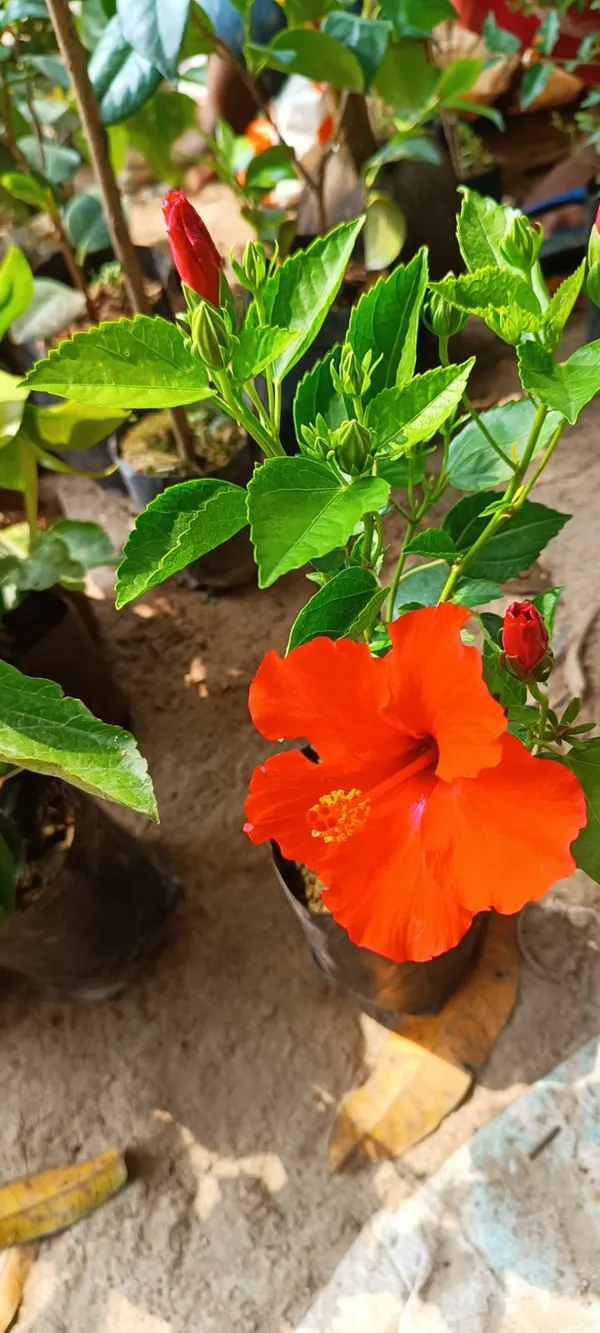 Hibiscus_Ready_To_Flower_Plant_For_Your_Sweet_Home_Garden,_Pack_Of_1