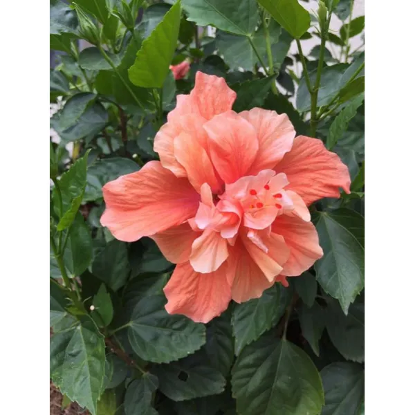 Hibiscus_(Double_Patel)_Elegant_Flower_Plant_&_Tree_For_Your_Sweet_Home_Garden_(1.5-3.5_Ft_Height)_Pack_Of_1