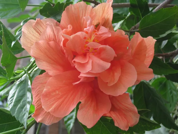 Hibiscus_(Double_Patel)_Elegant_Flower_Plant_&_Tree_For_Your_Sweet_Home_Garden_(1.5-3.5_Ft_Height)_Pack_Of_1
