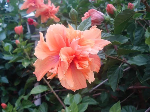 Hibiscus_(Double_Patel)_Elegant_Flower_Plant_&_Tree_For_Your_Sweet_Home_Garden_(1.5-3.5_Ft_Height)_Pack_Of_1