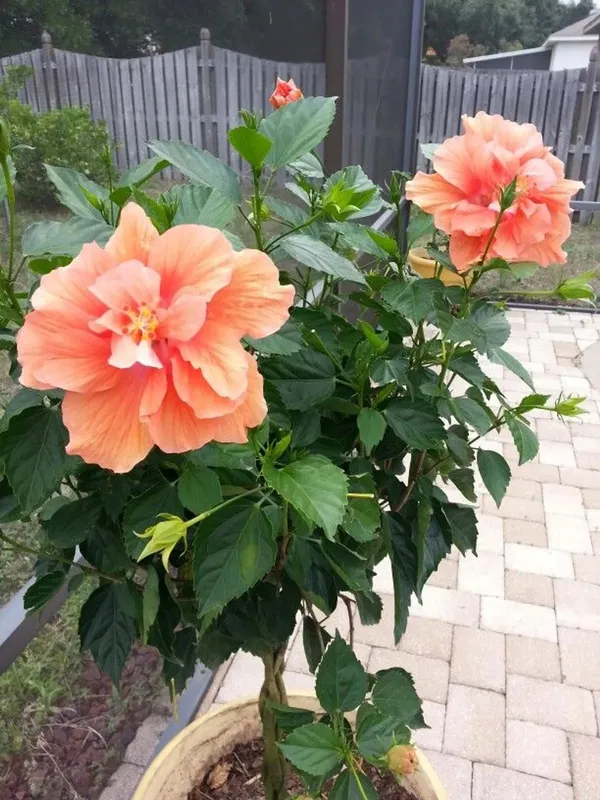 Hibiscus_(Double_Patel)_Elegant_Flower_Plant_&_Tree_For_Your_Sweet_Home_Garden_(1.5-3.5_Ft_Height)_Pack_Of_1