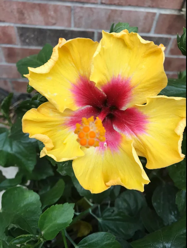 Hibiscus_(Yellow)_Flower_Plant_For_Enhance_Your_Garden_Beauty_(1.5-3.5_Ft_Height)_Pack_Of_1