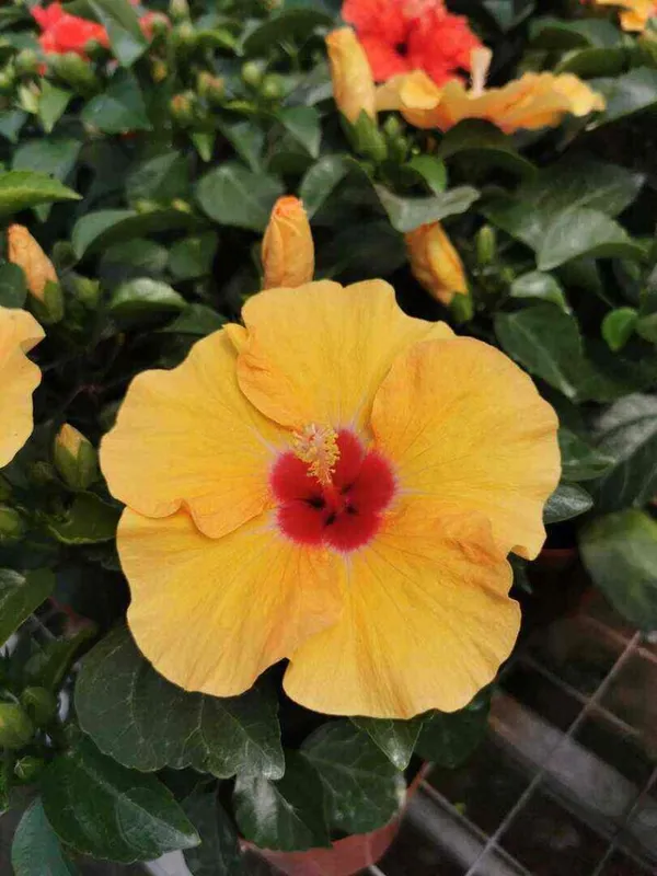 Hibiscus_(Yellow)_Flower_Plant_For_Enhance_Your_Garden_Beauty_(1.5-3.5_Ft_Height)_Pack_Of_1