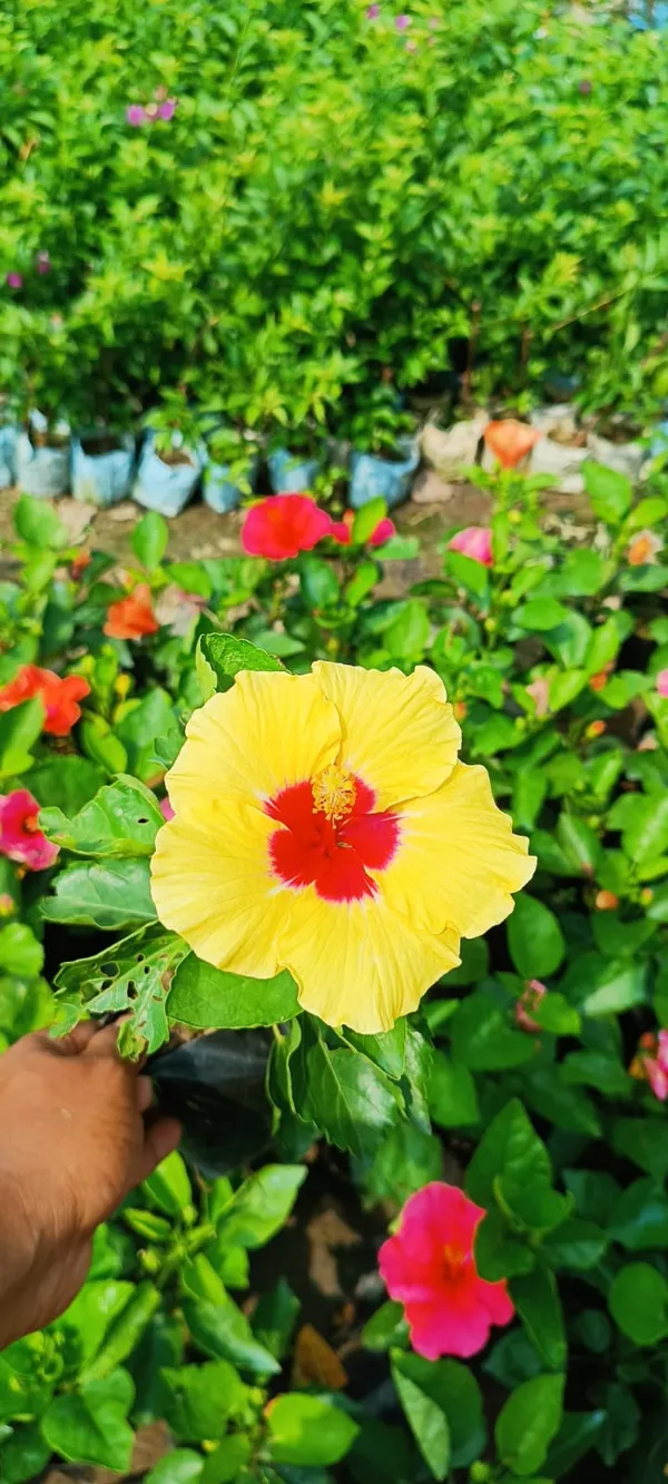Hibiscus_(Yellow)_Flower_Plant_For_Enhance_Your_Garden_Beauty_(1.5-3.5_Ft_Height)_Pack_Of_1