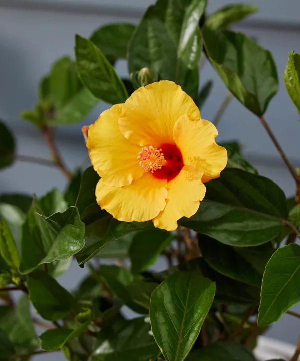 Hibiscus_(Yellow)_Flower_Plant_For_Enhance_Your_Garden_Beauty_(1.5-3.5_Ft_Height)_Pack_Of_1