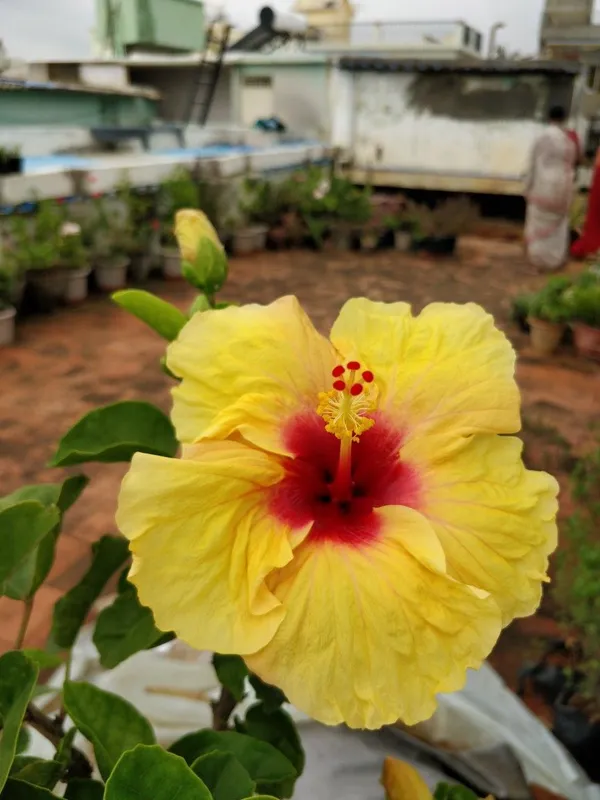 Hibiscus_(Yellow)_Flower_Plant_For_Enhance_Your_Garden_Beauty_(1.5-3.5_Ft_Height)_Pack_Of_1