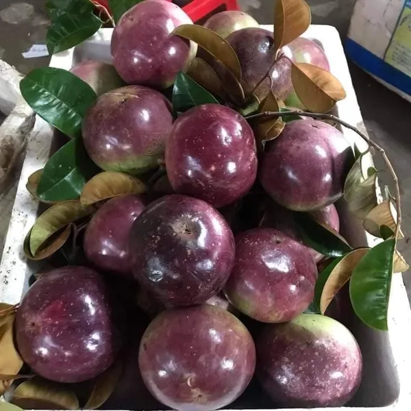 Highly_Benefited_Milk_Fruit_(With_A_Gelatinous_Texture)_Plant_&_Tree_For_Garden__(1.5-3.5_Ft_Height)_Pack_Of_1