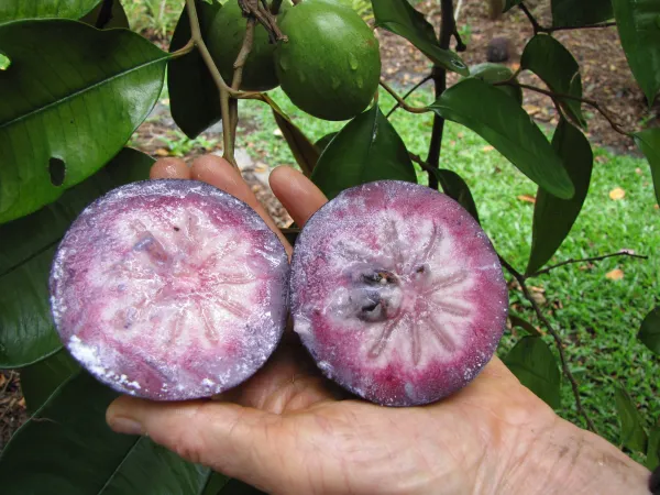 Highly_Benefited_Milk_Fruit_(With_A_Gelatinous_Texture)_Plant_&_Tree_For_Garden__(1.5-3.5_Ft_Height)_Pack_Of_1