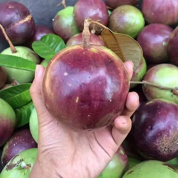 Highly_Benefited_Milk_Fruit_(With_A_Gelatinous_Texture)_Plant_&_Tree_For_Garden__(1.5-3.5_Ft_Height)_Pack_Of_1
