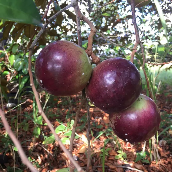 Highly_Benefited_Milk_Fruit_(With_A_Gelatinous_Texture)_Plant_&_Tree_For_Garden__(1.5-3.5_Ft_Height)_Pack_Of_1