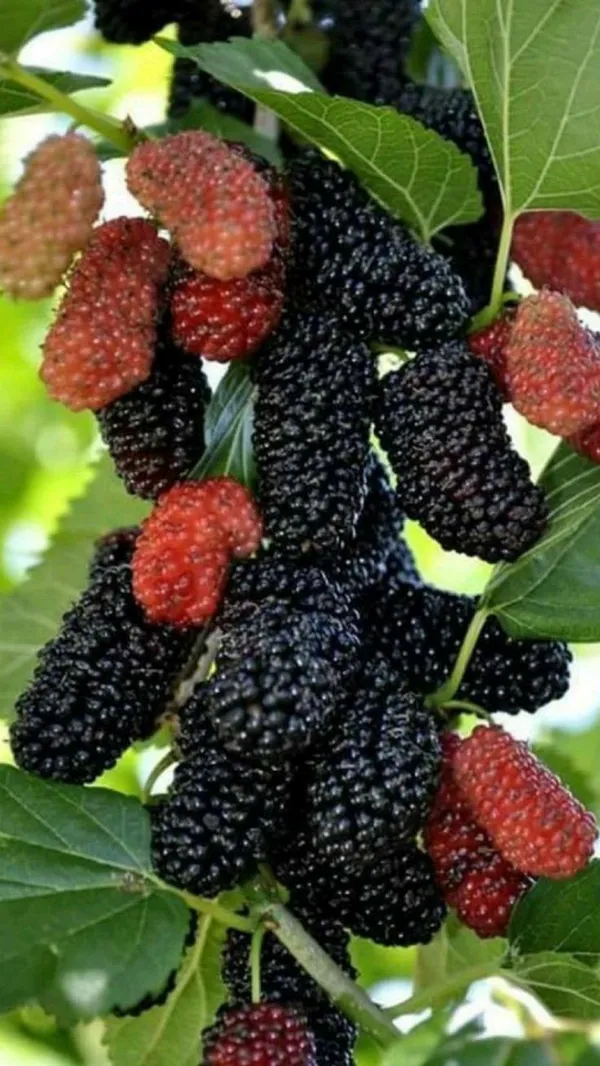 Highly_Benefited_Mulberry_Fruit_Plant_&_Tree_(1.5-3.5_Ft_Height)_Pack_Of_1