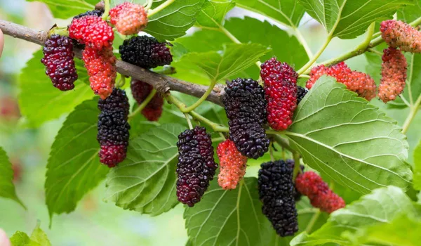 Highly_Benefited_Mulberry_Fruit_Plant_&_Tree_(1.5-3.5_Ft_Height)_Pack_Of_1