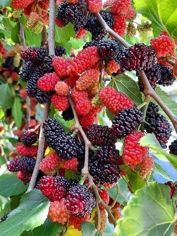 Highly_Benefited_Mulberry_Fruit_Plant_&_Tree_(1.5-3.5_Ft_Height)_Pack_Of_1