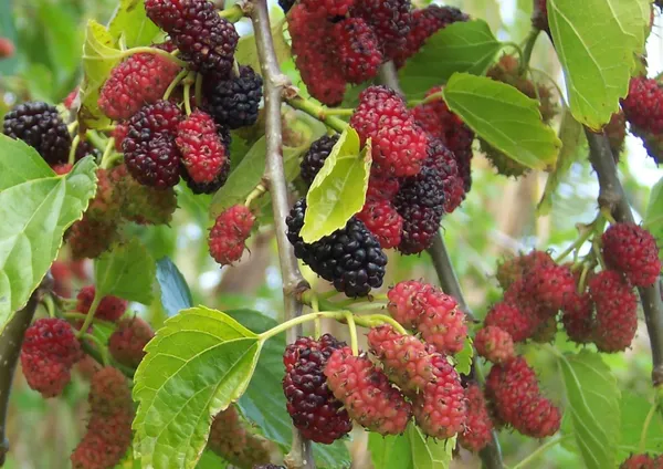 Highly_Benefited_Mulberry_Fruit_Plant_&_Tree_(1.5-3.5_Ft_Height)_Pack_Of_1