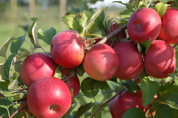 Hot_Climate_Ready_To_Fruit_Apple_Plant_&_Tree_(1.5-3.5_Ft_Height)_For_Your_Sweet_Home_Garden_(Hybrid,_Pack_Of_1)
