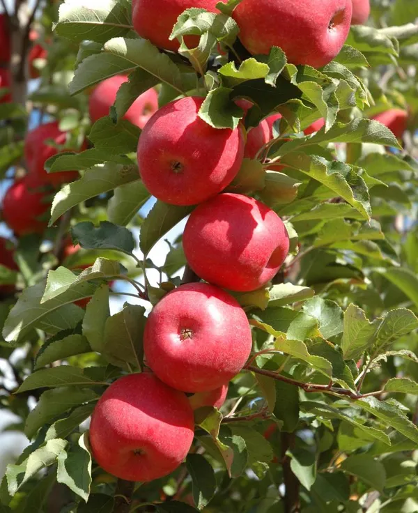 Hot_Climate_Ready_To_Fruit_Apple_Plant_&_Tree_(1.5-3.5_Ft_Height)_For_Your_Sweet_Home_Garden_(Hybrid,_Pack_Of_1)