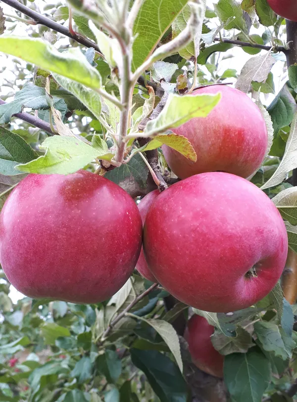 Hot_Climate_Ready_To_Fruit_Apple_Plant_&_Tree_(1.5-3.5_Ft_Height)_For_Your_Sweet_Home_Garden_(Hybrid,_Pack_Of_1)