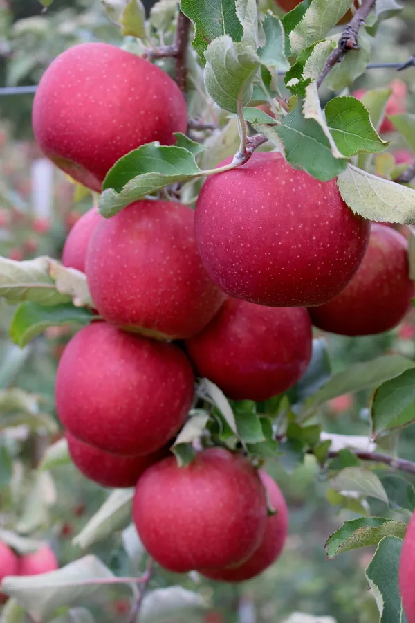 Hot_Climate_Ready_To_Fruit_Apple_Plant_&_Tree_(1.5-3.5_Ft_Height)_For_Your_Sweet_Home_Garden_(Hybrid,_Pack_Of_1)