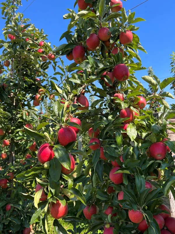 Hot_Climate_Ready_To_Fruit_Apple_Plant_&_Tree_(1.5-3.5_Ft_Height)_For_Your_Sweet_Home_Garden_(Hybrid,_Pack_Of_1)